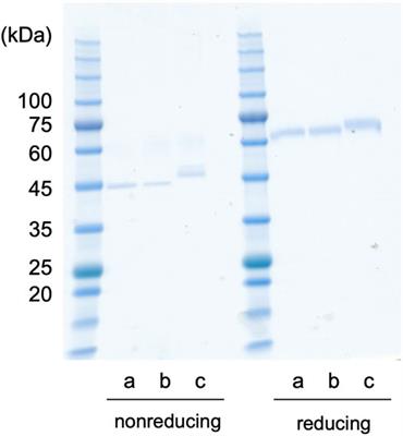 Host-Dependent Producibility of Recombinant Cypridina noctiluca Luciferase With Glycosylation Defects